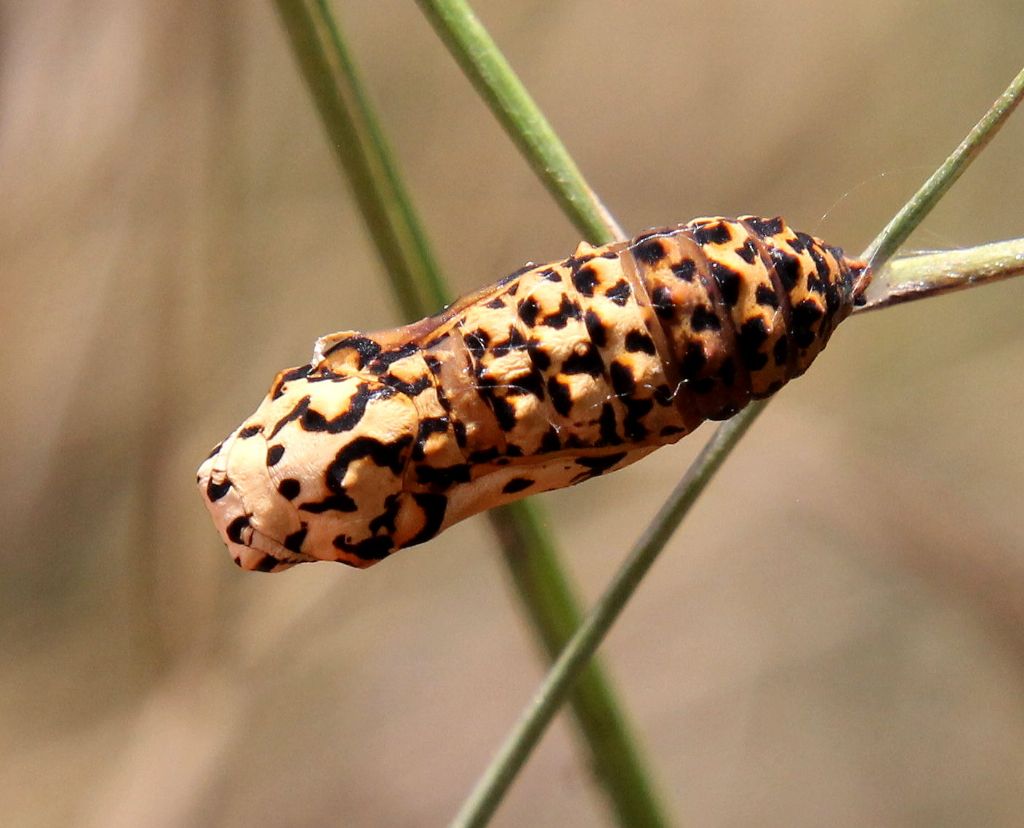 Si pu sapere cosa diventer? Melitaea didyma